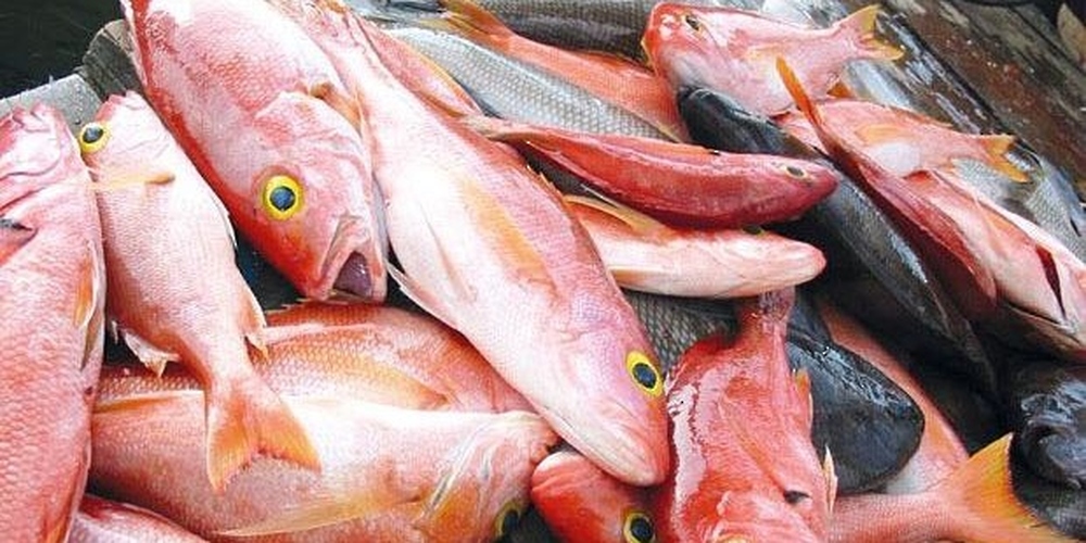 Total Quantity of Fish Landed till November 2023 Reaches 648K Tons