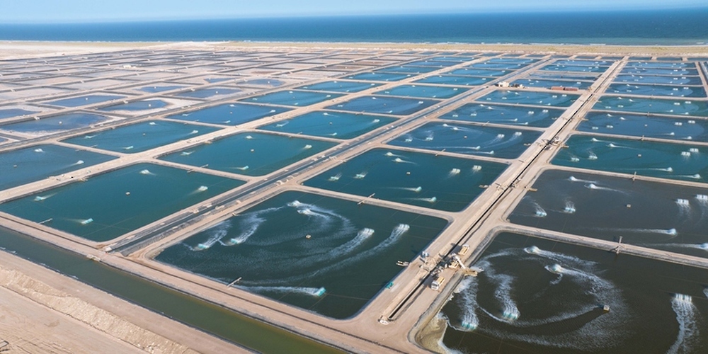 Investment in Omani Shrimp Farming Projects Valued at More Than RO 134m in 2023