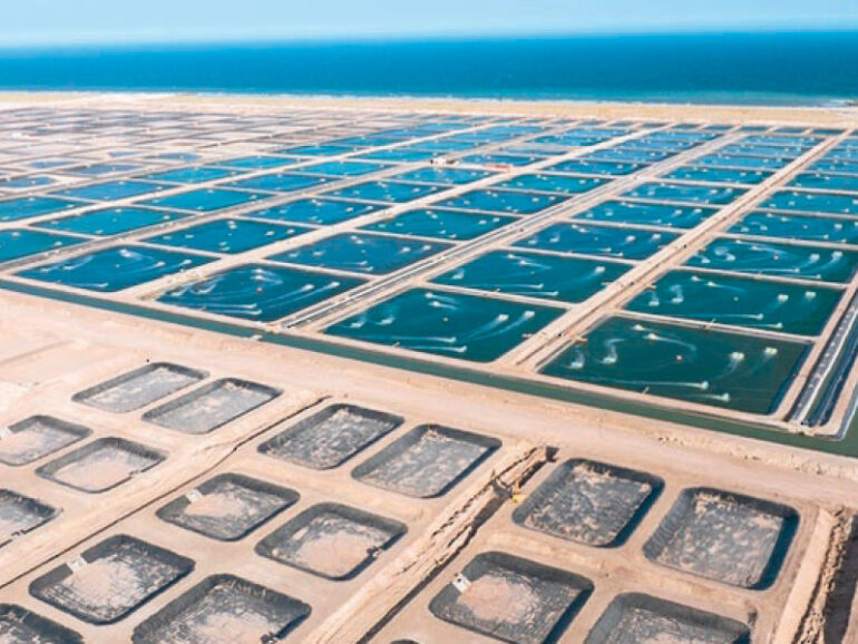 Oman’s fisheries poised for RO50mn investment boost