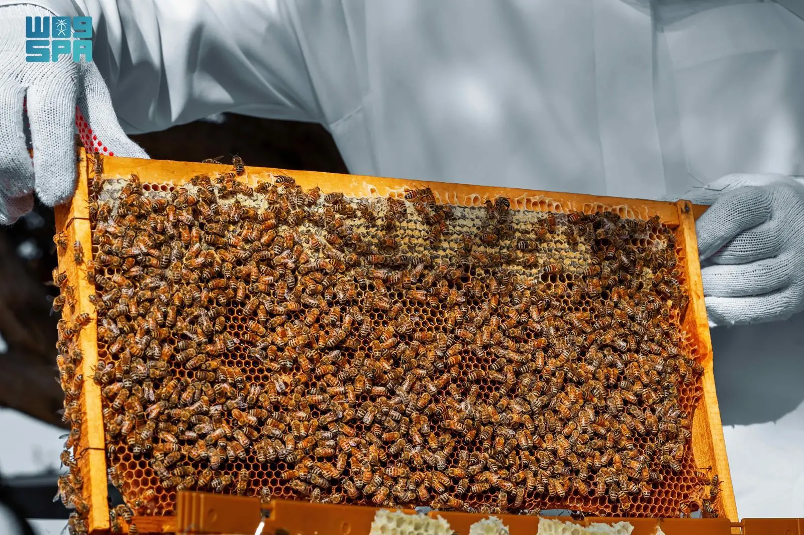Over 40,000 Beehives Thrive in Imam Turki bin Abdullah Royal Reserve