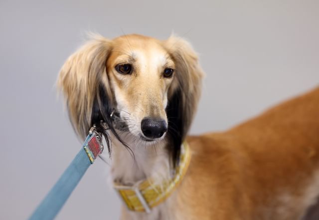 Arabian Saluki Beauty Contest at ADIHEX 2024: A celebration of ancestral elegance