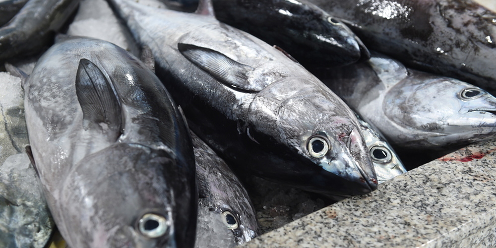 Fish Landing Exceeds 371K Tons by End of July 2024