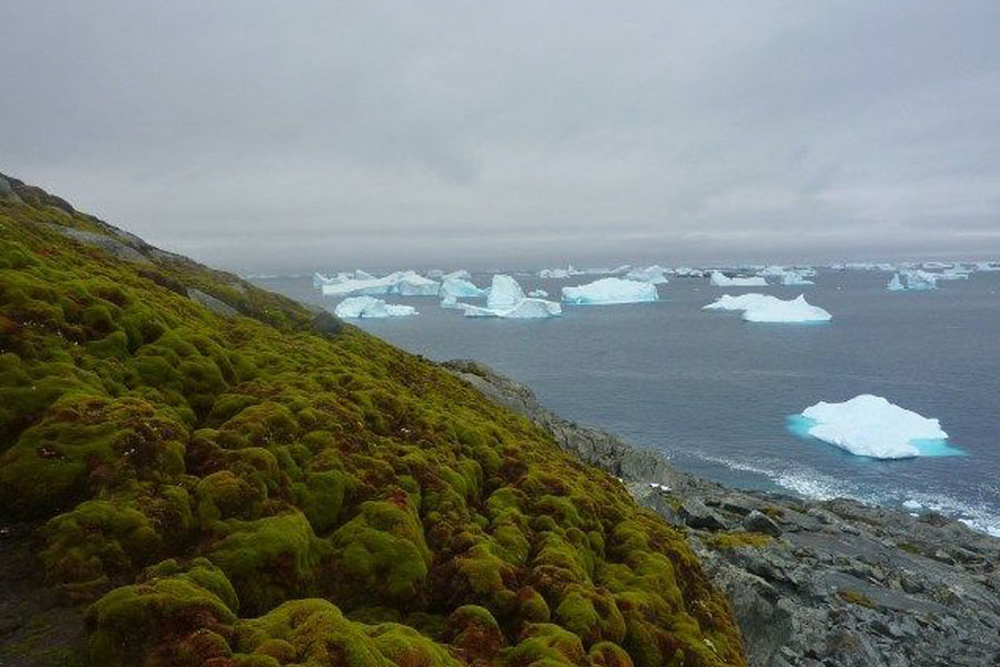 Antarctica Turning Green Dramatically: Study