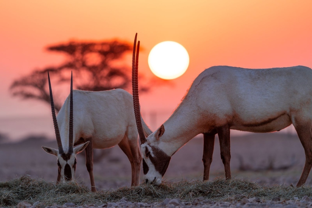 Oman Celebrates GCC Wildlife Day