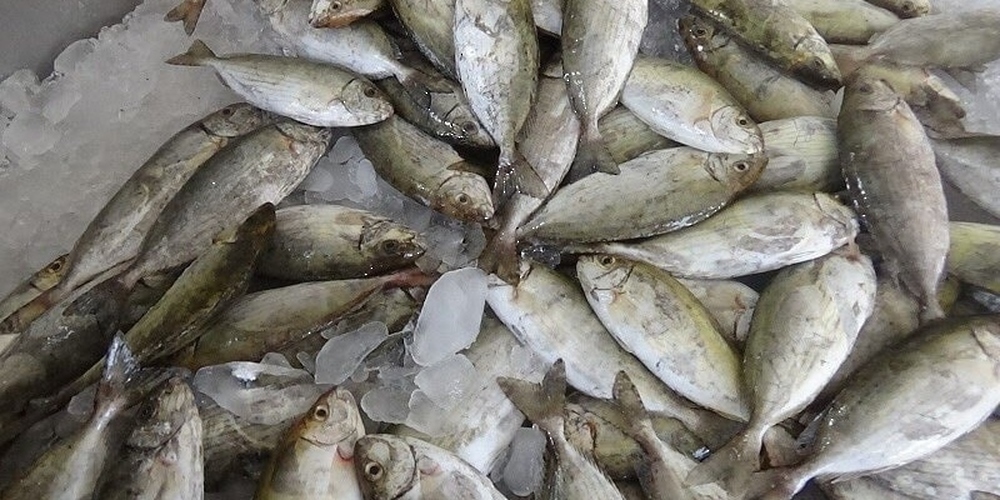 Fish Landing Value Exceeds RO 276 Million by End of July 2024