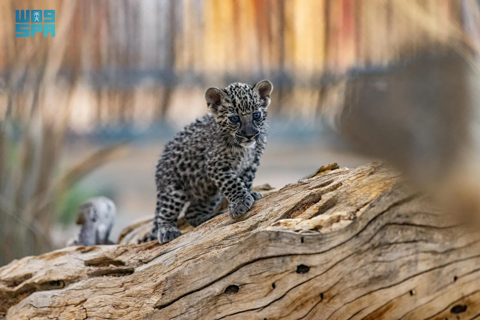 Royal Commission for AlUla Marks International Arabian Leopard Day