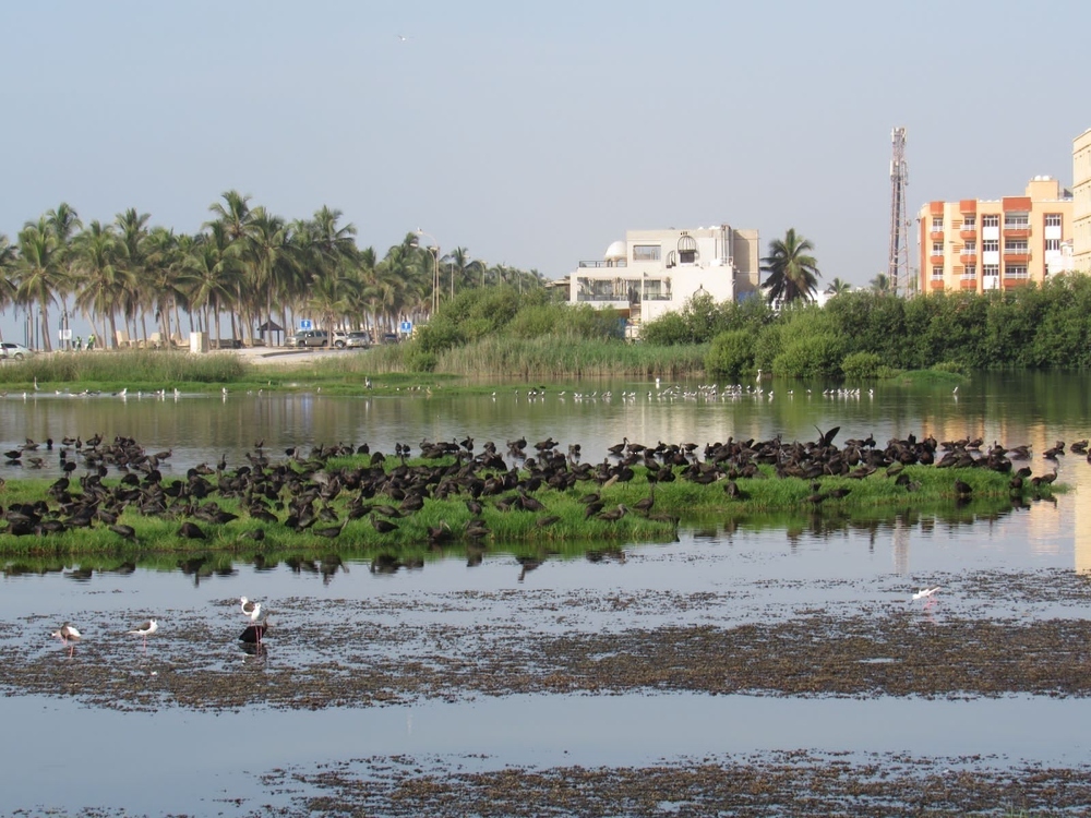 Oman Marks World Wetlands Day