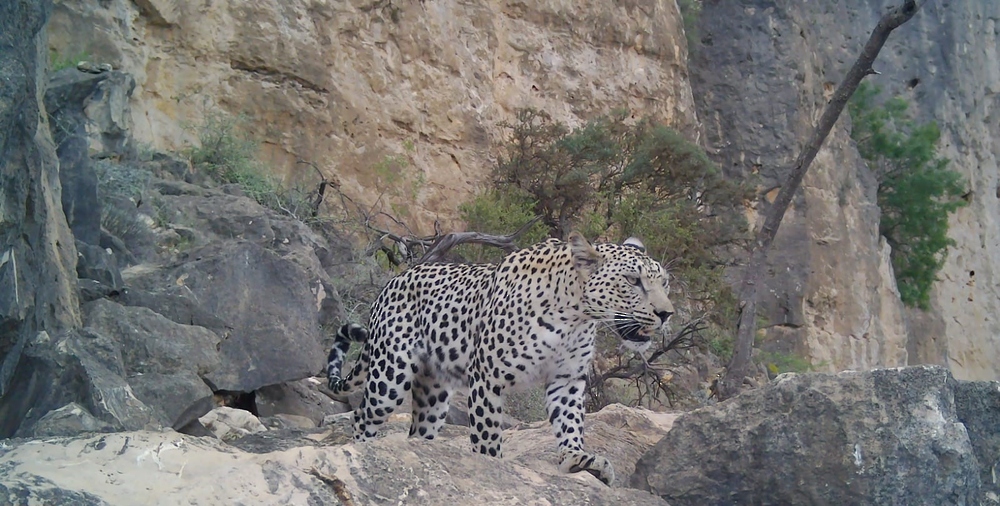 The Sultanate of Oman celebrates the International Arabian Leopard Day.