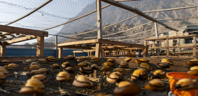More than 76 tons increase in the stock of clams in the Sultanate of Oman.