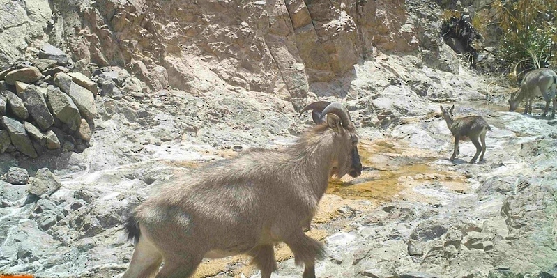 Vigorous efforts to preserve the Arab caribou in the governorate of the phenomenon