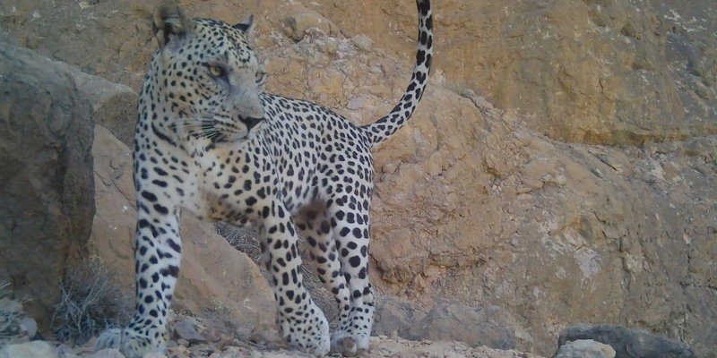 Oman celebrates World Wildlife Day.